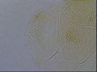Diploechiniscus oihonnae image