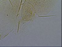 Diploechiniscus oihonnae image