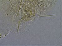 Diploechiniscus oihonnae image