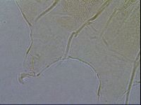 Diploechiniscus oihonnae image