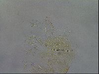 Diploechiniscus oihonnae image