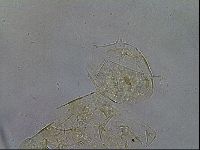Diploechiniscus oihonnae image