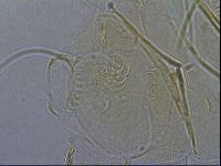 Diploechiniscus oihonnae image