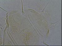 Diploechiniscus oihonnae image