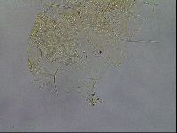 Diploechiniscus oihonnae image