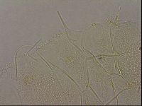 Diploechiniscus oihonnae image
