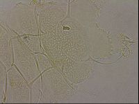 Diploechiniscus oihonnae image