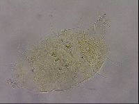 Diploechiniscus oihonnae image