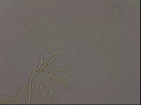 Diploechiniscus oihonnae image