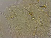 Diploechiniscus oihonnae image