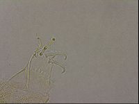 Diploechiniscus oihonnae image