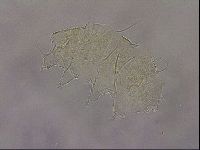 Diploechiniscus oihonnae image