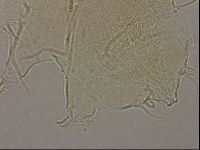 Diploechiniscus oihonnae image