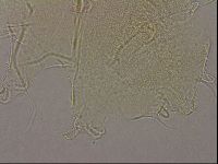Diploechiniscus oihonnae image