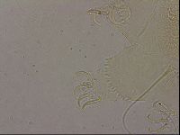 Diploechiniscus oihonnae image