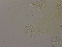 Diploechiniscus oihonnae image