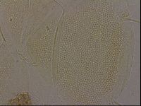 Diploechiniscus oihonnae image