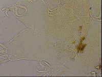 Diploechiniscus oihonnae image