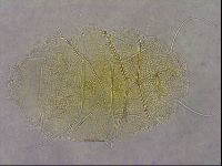 Diploechiniscus oihonnae image