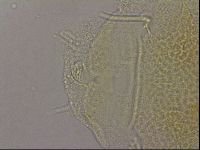 Diploechiniscus oihonnae image