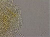 Diploechiniscus oihonnae image