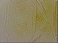 Diploechiniscus oihonnae image