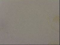 Diploechiniscus oihonnae image