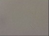 Diploechiniscus oihonnae image