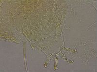 Diploechiniscus oihonnae image