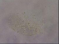 Diploechiniscus oihonnae image
