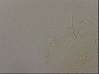 Diploechiniscus oihonnae image