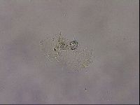 Diploechiniscus oihonnae image