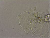Diploechiniscus oihonnae image