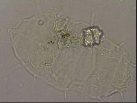 Diploechiniscus oihonnae image