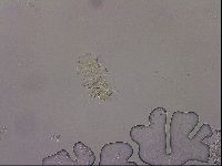 Diploechiniscus oihonnae image