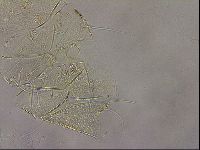 Diploechiniscus oihonnae image