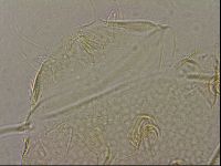 Diploechiniscus oihonnae image