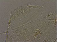 Diploechiniscus oihonnae image