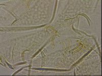 Diploechiniscus oihonnae image