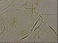 Diploechiniscus oihonnae image