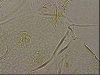 Diploechiniscus oihonnae image