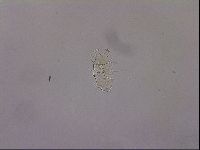 Diploechiniscus oihonnae image
