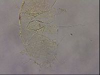Diploechiniscus oihonnae image
