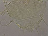 Diploechiniscus oihonnae image