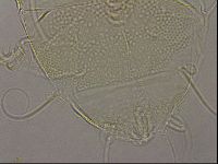 Diploechiniscus oihonnae image