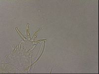 Diploechiniscus oihonnae image