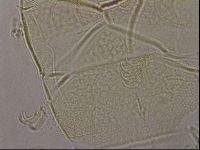 Diploechiniscus oihonnae image
