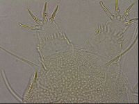 Diploechiniscus oihonnae image