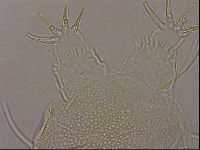 Diploechiniscus oihonnae image