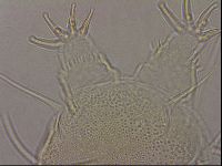 Diploechiniscus oihonnae image